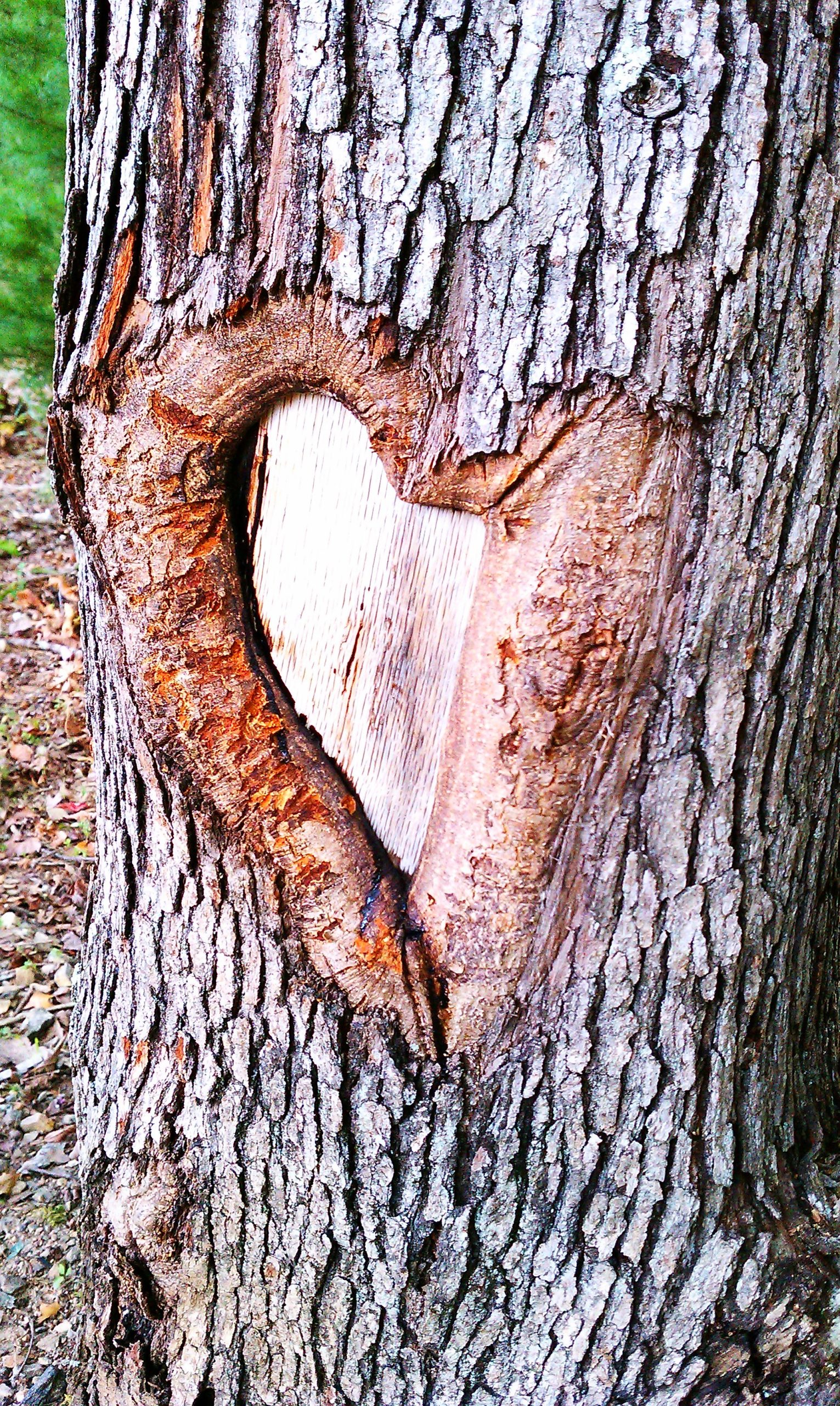 Heart in a Tree